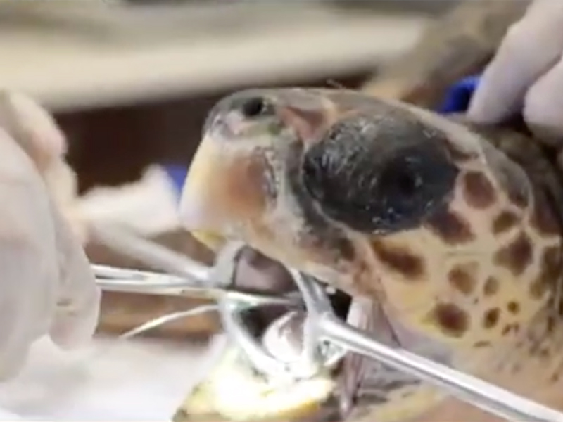 Kanal 24 - Caretta Caretta Evine Döndü