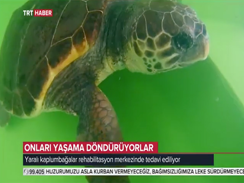 TRT Haber - 26 Kaplumbağayı Tedavi Edip Evine Ulaştırdılar