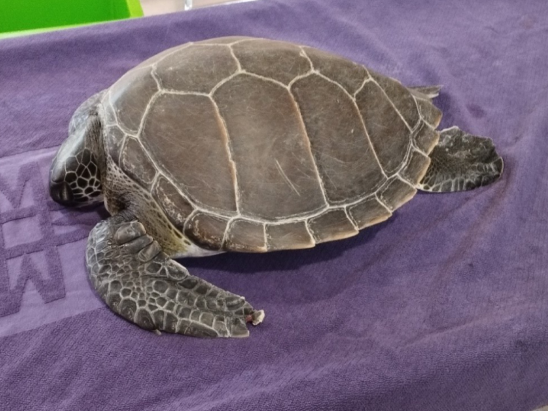 Mustafa- Ahmet-Robin-Damla