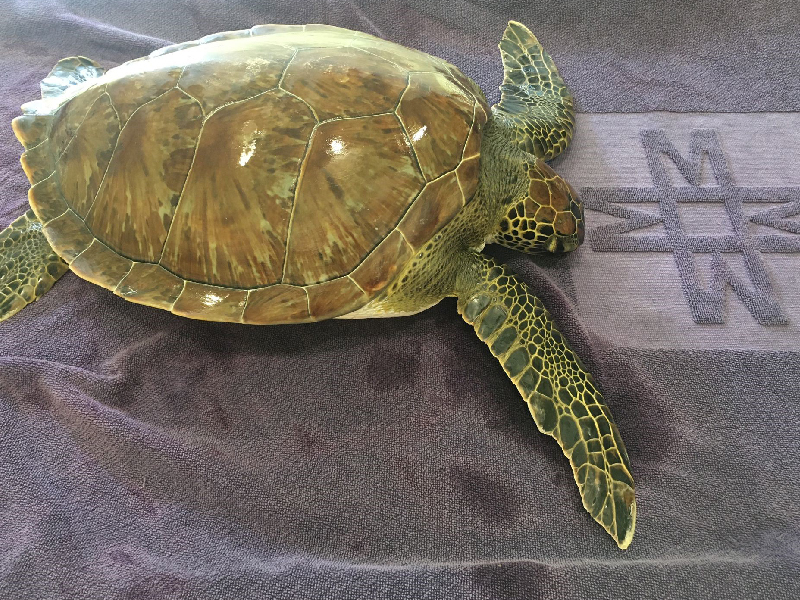 Deniz Kaplumbağası