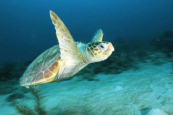 DENİZ KAMPLUMBAĞALARI HAKKINDA İLGİNÇ BİLGİLER