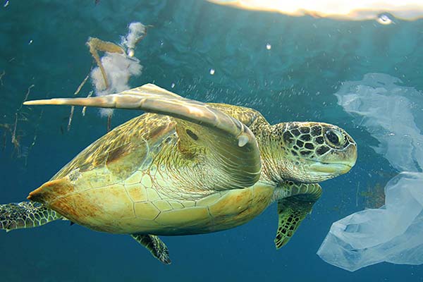 DENİZ KAMPLUMBAĞALARININ KARŞILAŞTIĞI TEHLİKELER