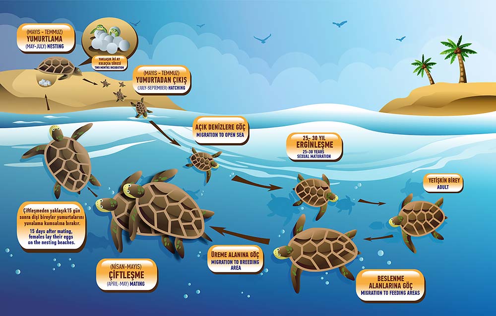 Life Cycle Of Sea Turtle Sequence Of Stages Of Development A Field Key