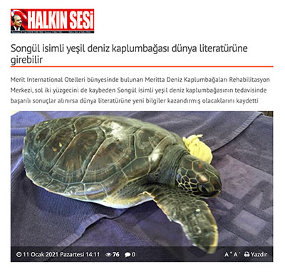 Songül isimli yeşil deniz kaplumbağası dünya literatürüne girebilir