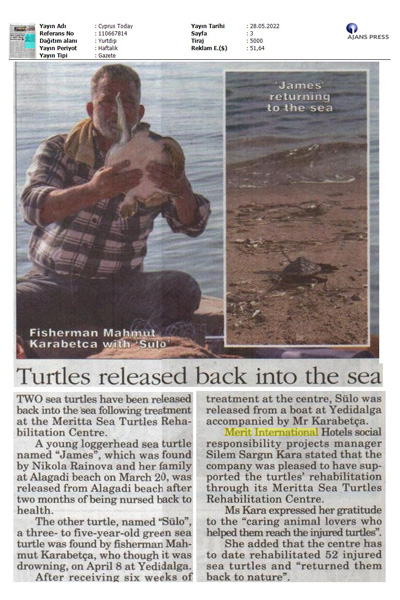 Turtles released back into the sea