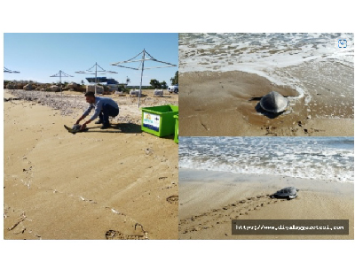 DENİZ KAPLUMBAĞALARININ GÖÇ MEVSİMİ BAŞLADI 