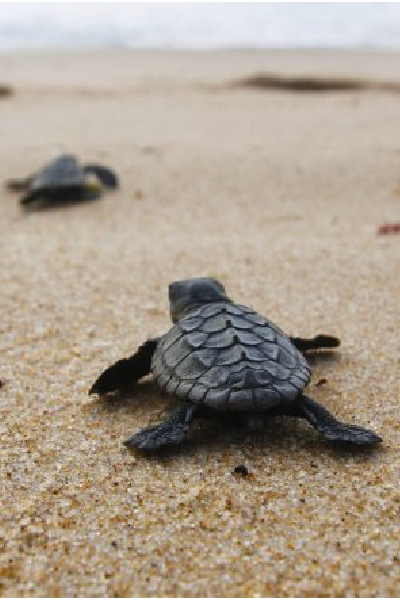 Sezonun ilk deniz kaplumbağaları yuvadan çıktı