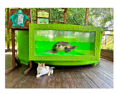 Meritta Açık Deniz Rehabilitasyon Alanı Hizmete Girdi