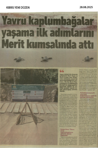 Yavru kaplumbağalar yaşama ilk adımlarını Merit kumsalında attı