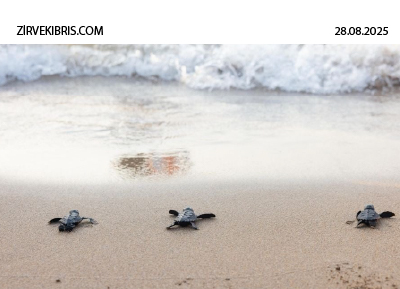 Yavru Kaplumbağalar yaşama ilk adımlarını Merit Kumsalında attı