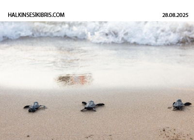 Yavru Kaplumbağalar yaşama ilk adımlarını Merit Kumsalında attı