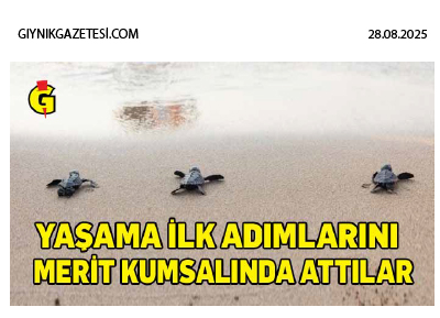 Yavru Kaplumbağalar yaşama ilk adımlarını Merit Kumsalında attı