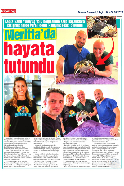 Yaralı Deniz Kaplumbağası Meritta ile Hayata Tutundu