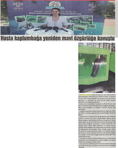 Hasta kaplumbağa yeniden mavi özgürlüğü kavuştu